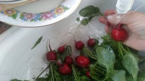 07.09.25.нерадивая огородница радуется мелочам.