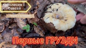 Первые ГРУЗДИ в Пермском крае. 04.09.2025 г.