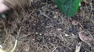 Слизи в теплице