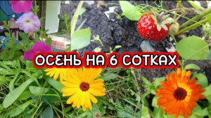 НАША ЗАБРОШКА В НАЧАЛЕ СЕНТЯБРЯ ЗА 3 МИНУТЫ//КЛУБНИКА ЦВЕТЕТ И СПЕЕТ//ОСЕННЯЯ ПОСАДКА//УРОЖАЙ