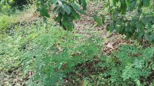 Срезаем акации