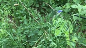 Уничтожить борщевик!