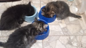 Три хвостика, уже самостоятельно кушают, можно раздавать