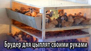 Брудер для цыплят своими руками