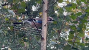 Вот такую необычную птицу встретили жители в Крылатском лесу у нас