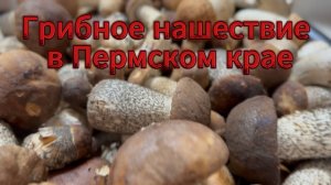 ГРИБНОЕ нашествие в Пермском крае!