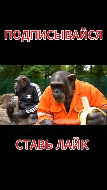 Братья Обезьяновы в зоопарке смотреть онлайн