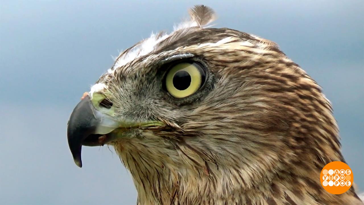 Мурмурация: это не про котиков, это про птичек. Доброе утро. Фрагмент выпуска от 08.09.2025