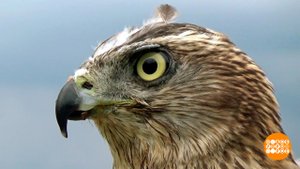 Мурмурация: это не про котиков, это про птичек. Доброе утро. Фрагмент выпуска от 08.09.2025