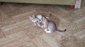 🥳Доброе утро от Лучика и Звездочки. Ждём котородителей.