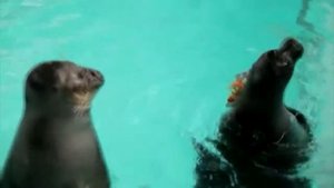 Нерпы (морские тюлени) целуются! Самое милое видео рунета! к 8 марта