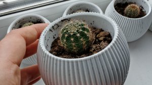 Кактусы в горшочках на деревенском окне, уют в деревне