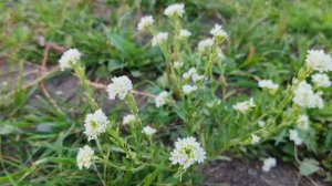 цветы в деревне, полянка деревенская, жизнь в деревне
