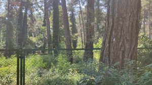 Пицунда,август 2023г.