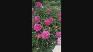 5 июня. Дача.