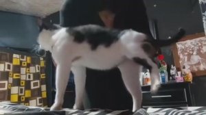 Польская королева в кото - версии