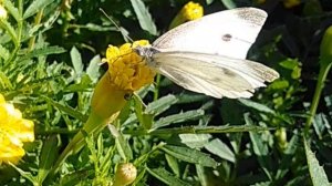 BARA GA SAITA-Лесной Пегас