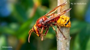 Какую скорость в полёте могут развить Шершни (Hornets) из рода Веспы — Vespa Linnaeus, 1758 ?