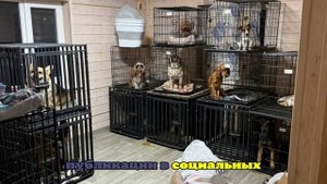 В Чехове задержали собственниц приюта Dogtown, где издевались над животными