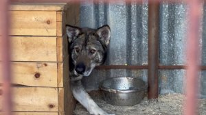 В Пыть-Яхе бездомных собак разместят во временном муниципальном приюте