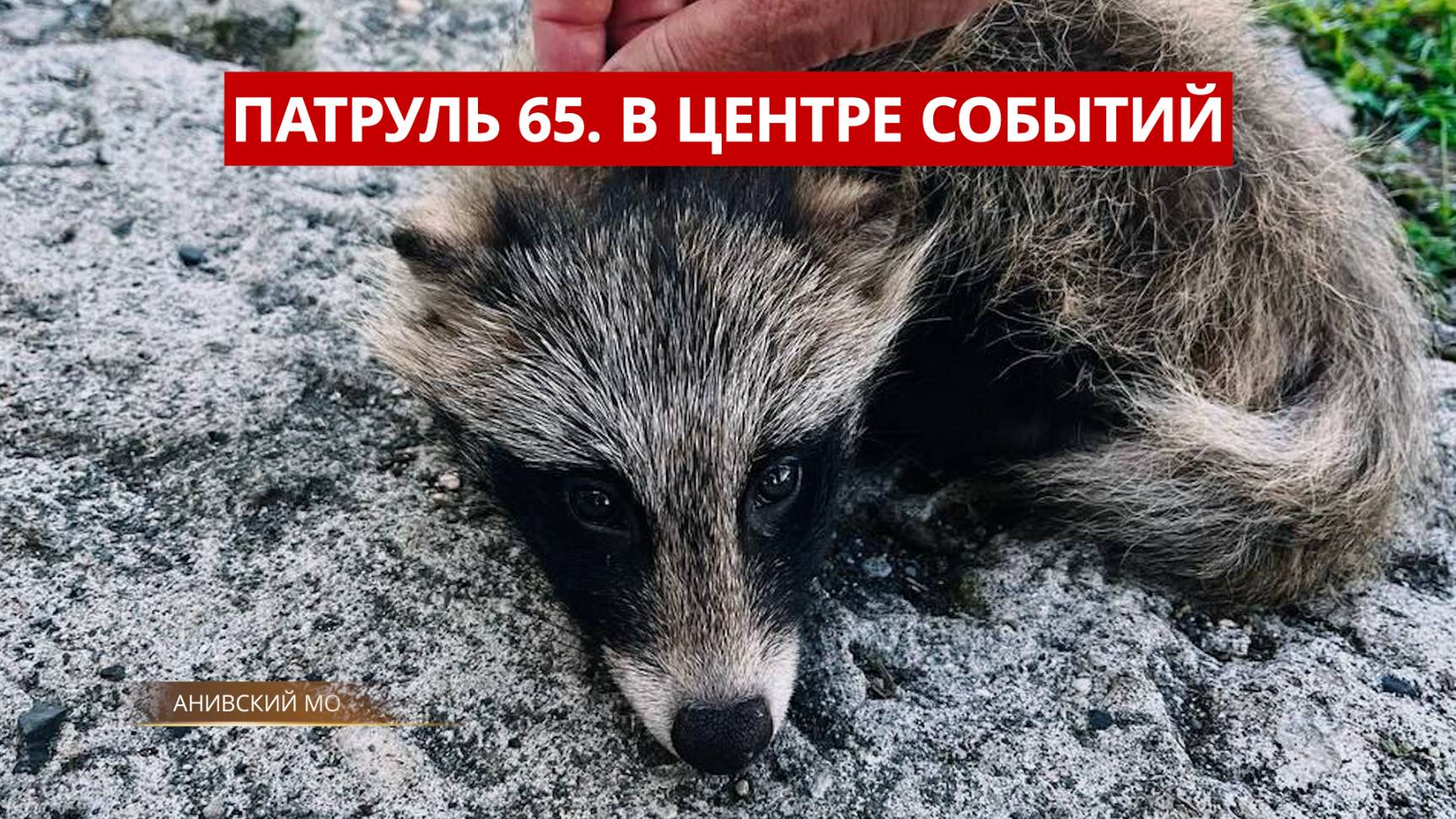 ПАТРУЛЬ 65: Смертельное ДТП, беглый курильчанин и спасение енотовидной собаки. Сахалин 08.09.25