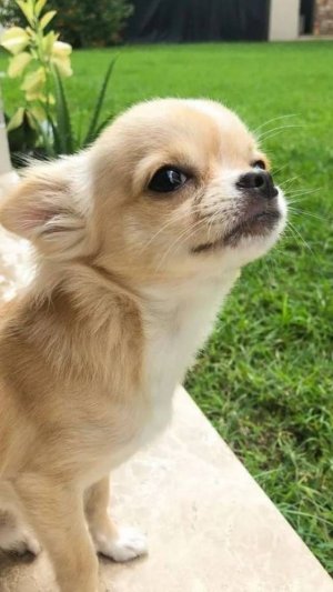 Chihuahua