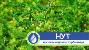 Защита нута. Послевсходовые (страховые) гербициды. Опыт применения.