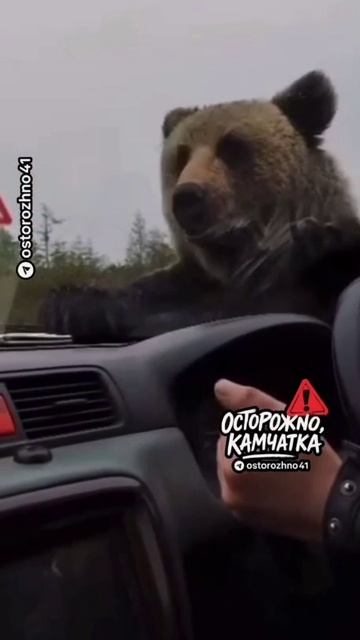 Мишка смотреть онлайн