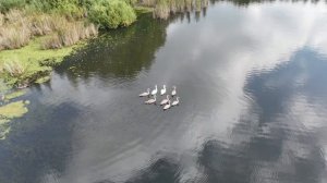 Лебединая семья на лесном озере