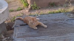 Котик валяется - п.Черёмухово