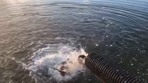 привоз карпа на большой водоём