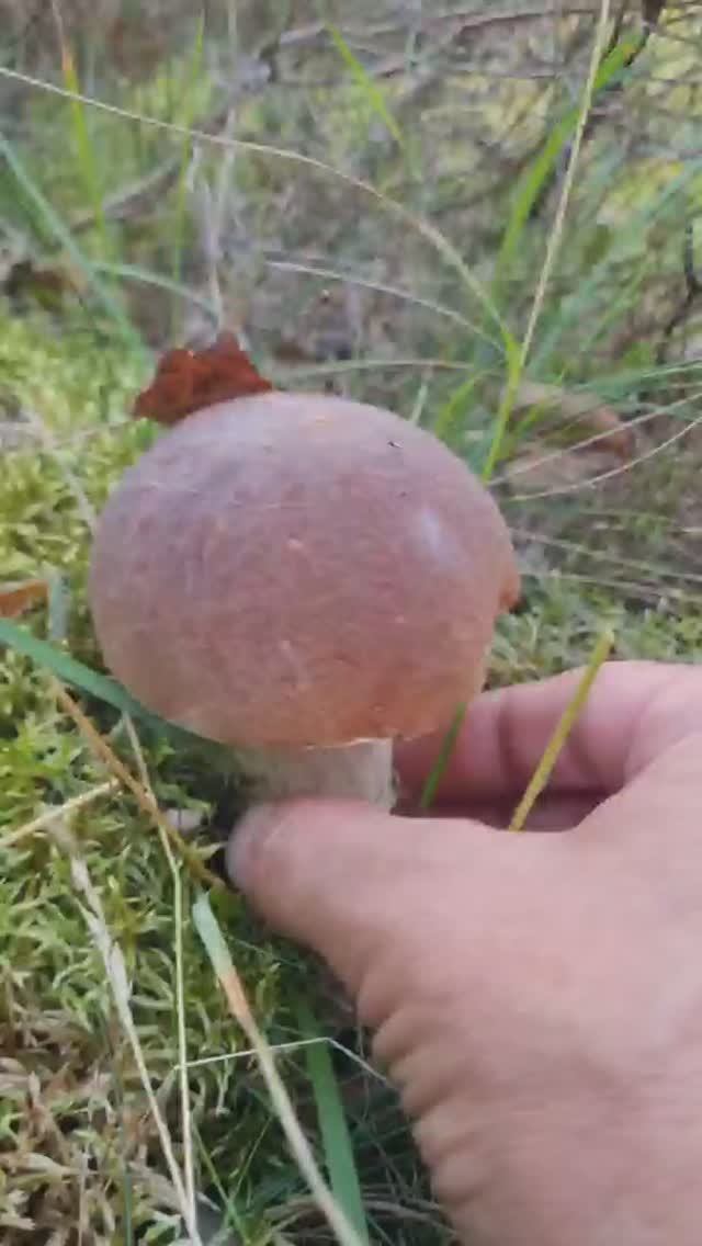 А ВЫ КАКОЙ ГРИБНИК. За грибами в лес. ПОЛНЫЕ ЛУКОШКИ на старом месте смотреть онлайн