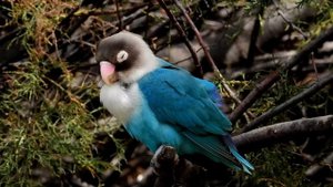 неизвестная птица