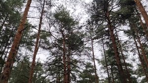 Нищеброд в действии. Из жизни в работе по найму в организации