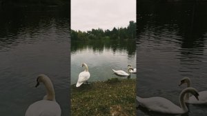 Такса миниатюрная на пруду