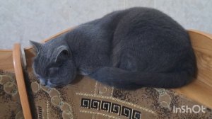 Я не расслышал.Работать? Нет,не могу.Я могу только спать.