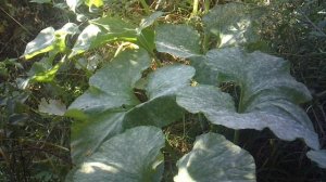 Анализ эффективности дополнительного укоренения тыквы сорта "Голиаф"