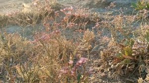 ПРОСТОРЫ ВОЛШЕБНОГО КРЫМА