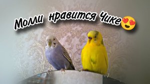 Будет ли пара волнистых попугаев? Самец крутится вокруг самки. Чика вертится рядом с Молли