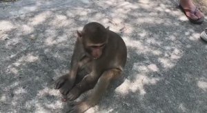 Вьетнам. Остров. Обезьяны.