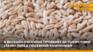 В Верхнем Рогачике проверят 60 тысяч тонн семян перед посевной кампанией