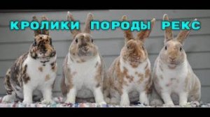 Кролики породы _Рекс_, описание породы.
