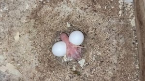 #новорожденный_птенец_ВВП_Чехи_попугаи 08/09/25 птенец от Алисы и Кирюши