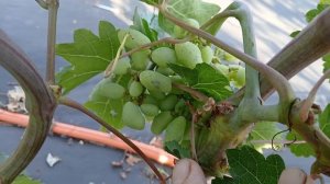 Краткий обзор прививок этого года.