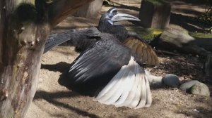 Забавные истории из жизни больших птиц: рогатый ворон, андский кондор, большой тукан и марабу.