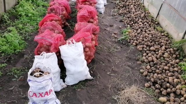 УРАААА! ВЫКОПАЛИ КАРТОФЕЛЬ 🥔❗❗❗