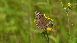 Вкусное лето@заповедник Малая Сосьва, Вахитов Л.А.,2025