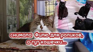 Забавные кошки.