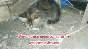 Мама кошка принесла очередную добычу котятам. Старшая кошечка Ванесса - будущая хищница