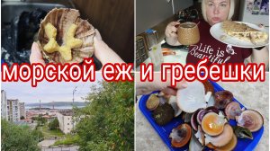 08-09-2025 ГОТОВЛЮ МОРСКОГО ЕЖА И ГРЕБЕШКИ * СДАЛА ОТЧЕТ * ПРОГУЛЯЛАСЬ ПО СЕВЕРОМОРСКУ